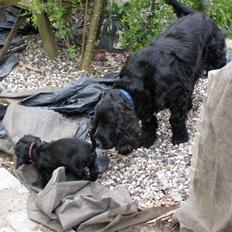 Cocker spaniel Pablo