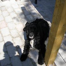 Cocker spaniel Pablo