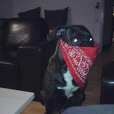 Blanding af racer Satan