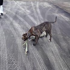 Blanding af racer Satan