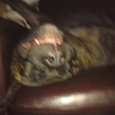 Blanding af racer Satan