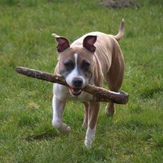 Amerikansk staffordshire terrier Luna