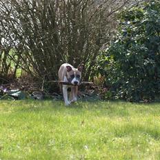 Amerikansk staffordshire terrier Luna