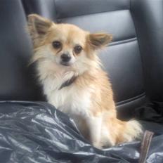 Chihuahua Merlino <33 R.I.P.