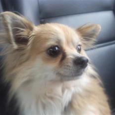 Chihuahua Merlino <33 R.I.P.