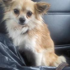 Chihuahua Merlino <33 R.I.P.