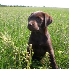 Labrador retriever Alberte