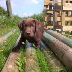 Labrador retriever Alberte