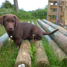 Labrador retriever Alberte