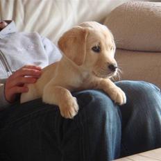 Labrador retriever Zago