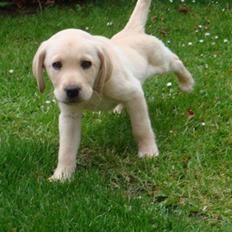 Labrador retriever Zago