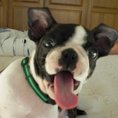 Boston terrier Theodor