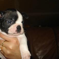 Boston terrier Theodor