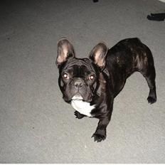 Fransk bulldog Gismo RIP.Du er savnet:-)