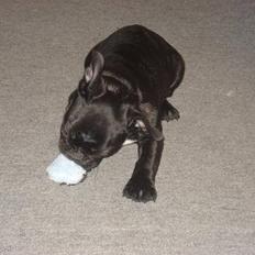 Fransk bulldog Gismo RIP.Du er savnet:-)