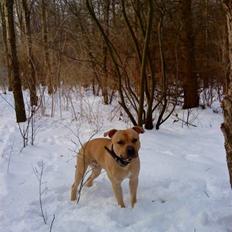 Blanding af racer Joe (himmelhund)