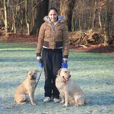 Blanding af racer Joe (himmelhund)