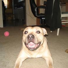 Blanding af racer Joe (himmelhund)