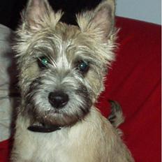 Cairn terrier Molly<3