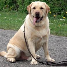 Labrador retriever Chico