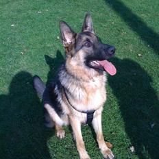 Schæferhund R.I.P *Cæsar*