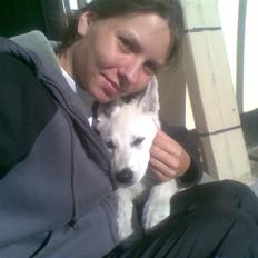 Hvid Schweizisk Hyrdehund ny hviddueholm´s isi