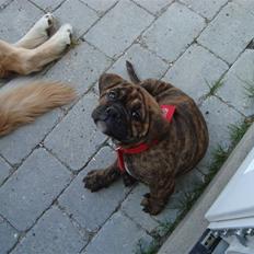 Olde english bulldogge Bertha
