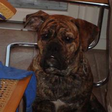 Olde english bulldogge Bertha