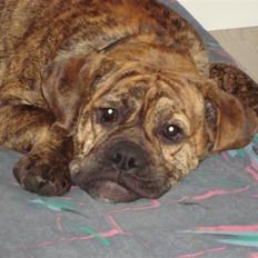 Olde english bulldogge Bertha