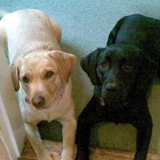 Labrador retriever Chilla