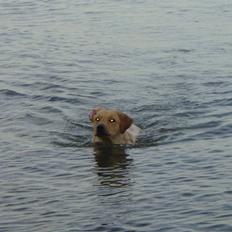 Labrador retriever Chilla