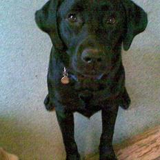 Labrador retriever Charko