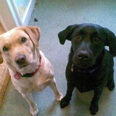 Labrador retriever Charko