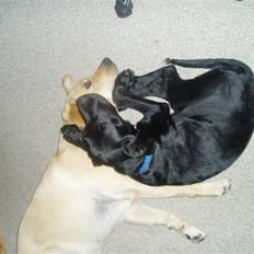 Labrador retriever Charko