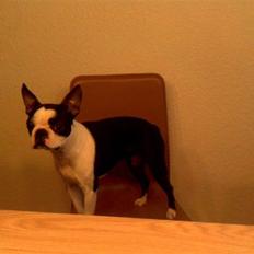 Boston terrier Daisy
