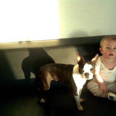 Boston terrier Daisy