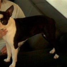 Boston terrier Daisy