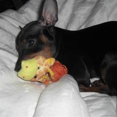 Dvaergpinscher Rødkildes Tigi