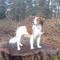 Kooikerhondje Tagas Max