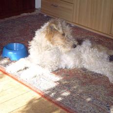 Ruhåret foxterrier Anton