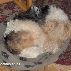 Ruhåret foxterrier Anton