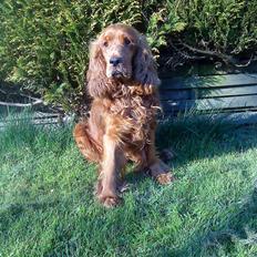 Cocker spaniel magnus