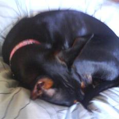 Dvaergpinscher Lina * solgt *