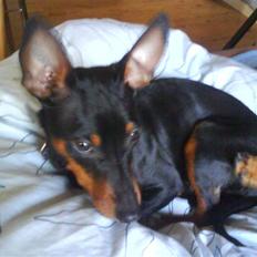 Dvaergpinscher Lina * solgt *