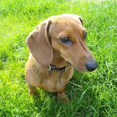 Gravhund Josefine DØD