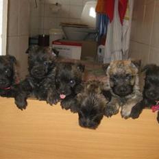 Cairn terrier hundehvalpe (: