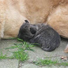 Cairn terrier hundehvalpe (:
