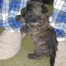 Cairn terrier hundehvalpe (: