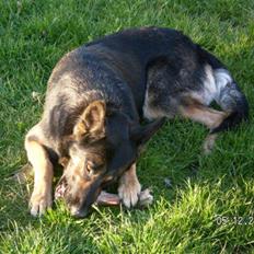 Blanding af racer Nuka RIP