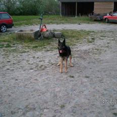 Blanding af racer Nuka RIP